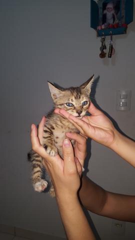 Doação gatos olhos coloridos