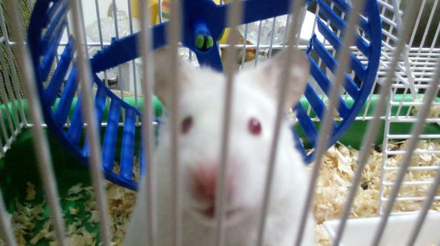 Gaiola com hamster!