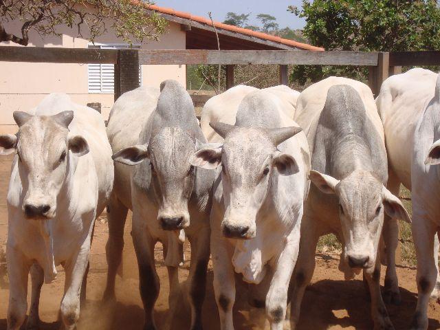 Liquidação 20 Touros Nelore PO com  meses