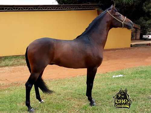 VENDIDO))) REGALO ZCM – Cavalos Helio Rocha