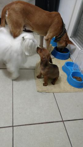 Pinscher fêmea - DOA-SE