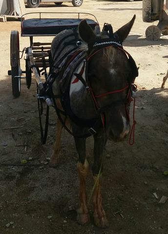 Piquira macho/charrete