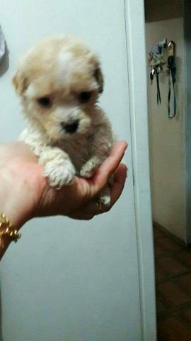 Poodle mini toy Só Machos (12x no cartão de crédito)