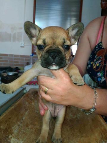 Promoção de natal.fêmeas e macho de bulldog francês