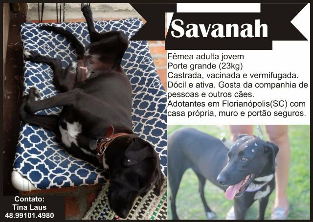 Savannah para adoção!