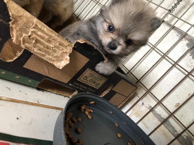 Spitz alemão fêmea é macho ANÃO