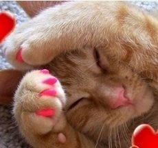 Unha Gato Capa Protetor Silicone Unhas Gatos