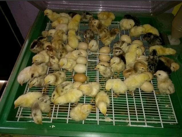 Vendemos chocadeiras novas automática e digital marca premium ecológica.