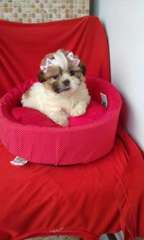 Vendo fêmea de Shitzu