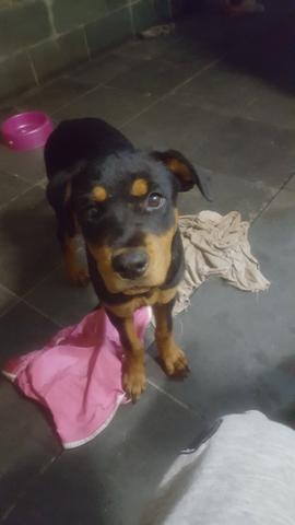 Cabeça de touro fêmea