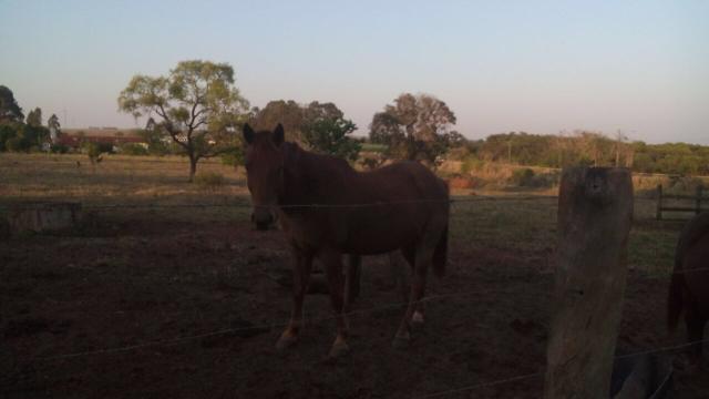 Cavalo Quarto de Milha
