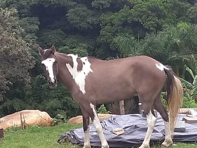 Cavalo marchador