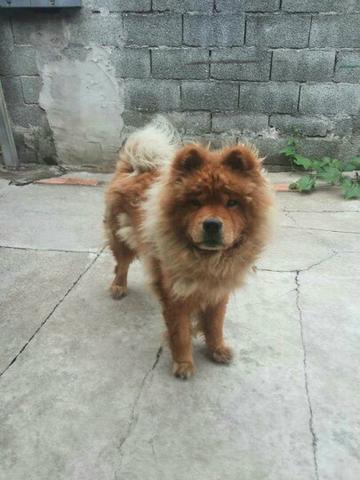 Chow Chow pra cruzar
