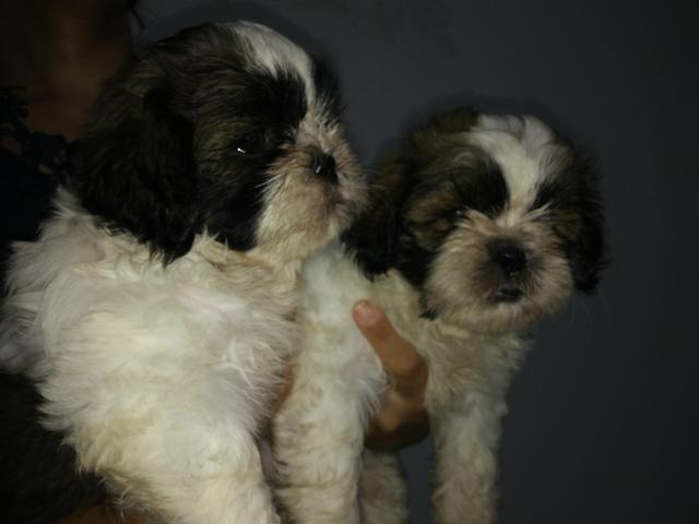 Shihtzu no precinho