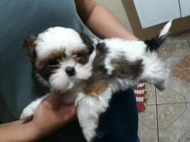 Shihtzu vacinado e vermifugado