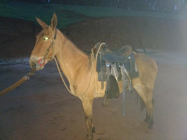 Vendo burro de futuro, baratoooo !!!