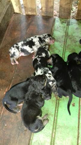 Vendo cachorro da raça dog alemão com fila