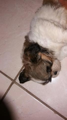 Vendo esse lindo shitzu