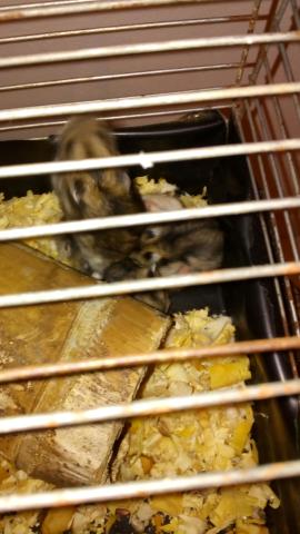 Vendo hamster chines e esquilo da mongólia 10 reais cada um