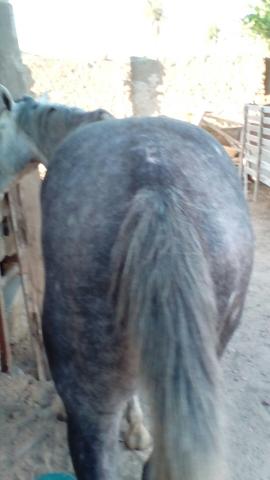 Vendo poldo, Filho de um cavalo puro quarto de milha