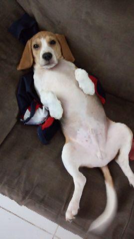 Beagle 7 meses