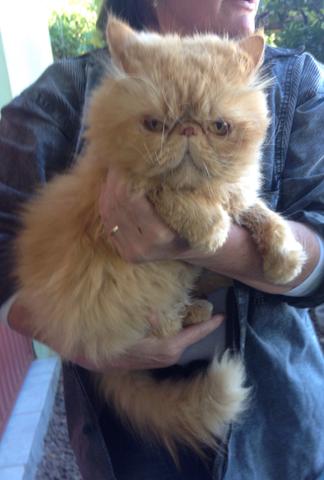 Casal de gatos persa