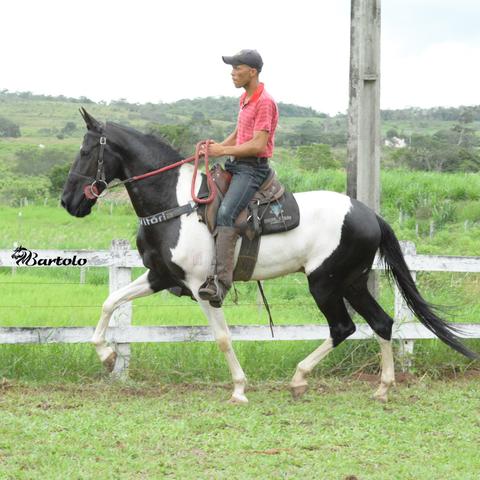 Cavalo Inteiro Campolina - top