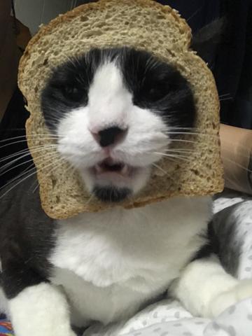 Doando esse gato que so me ataca