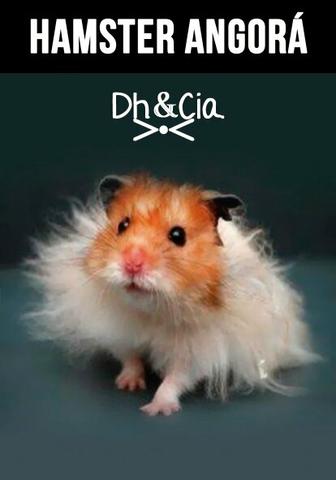 Hamster Sírio Angorá