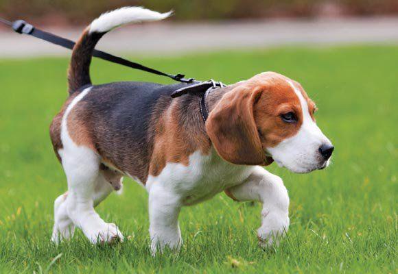 Passeio com cachorro