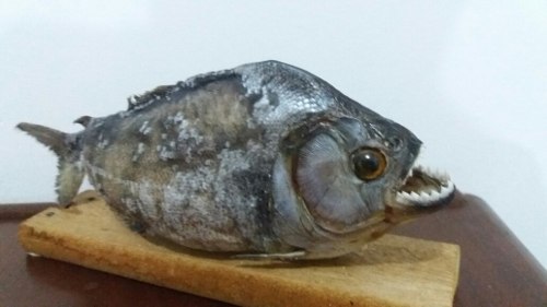 Peixes Empalhados Taxidermia