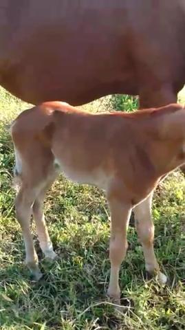 Potro Neto de Roxao registrado 1/2