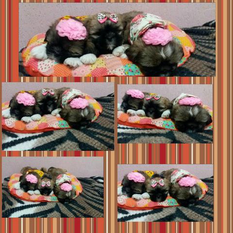 Shi tz u fêmea disponível