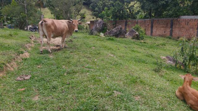 Vaca com cria au pé