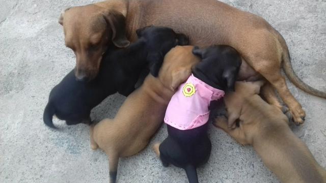 Vendo cachorro,interessados entrar em contato whats 
