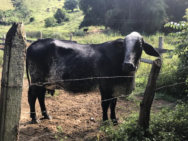 Vendo gado de leite barato!
