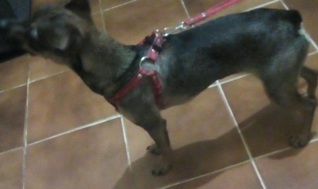 Vendo uma pit fêmea numero 1 porque minha filha é alérgica