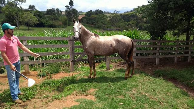 Égua top reg favacho casabranca