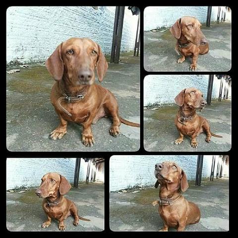 Adoção - Castrado/ Dócil