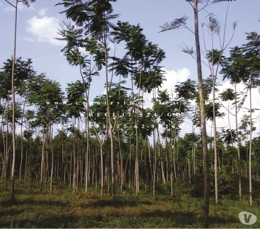 BELÍSSIMA FAZENDA DE 475HA NAS MARGENS DO RIO TOCANTINS -