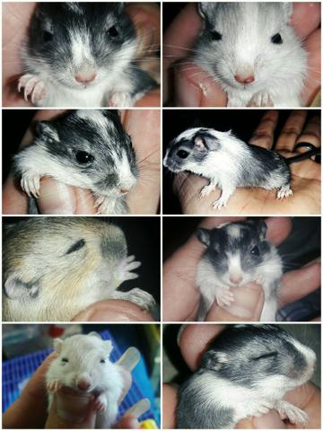 Esquilos da mongólia (marcação)