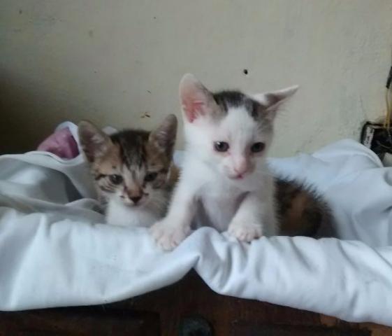 Fêmeas para adoção