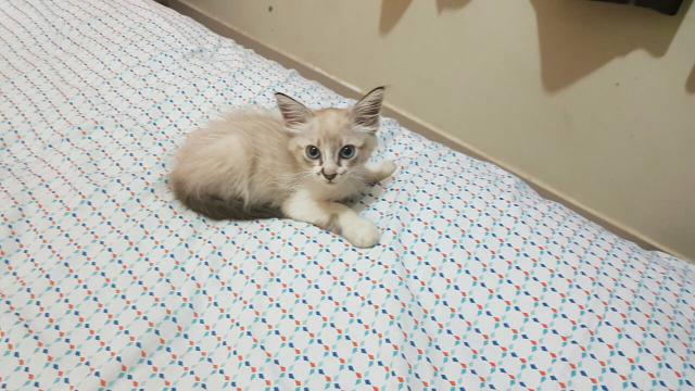 Linda gatinha para adoção responsável