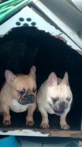 Lindas femeas castradas