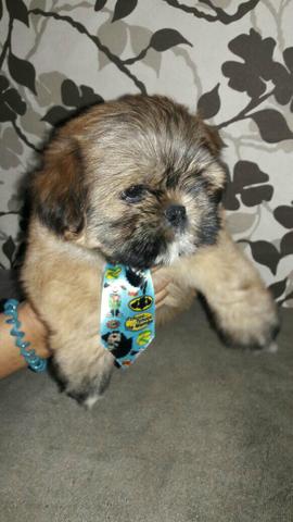 Lindo machinho de shitzu super pequeno