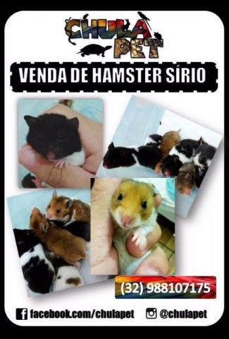 Promoção de Hamster Sírio