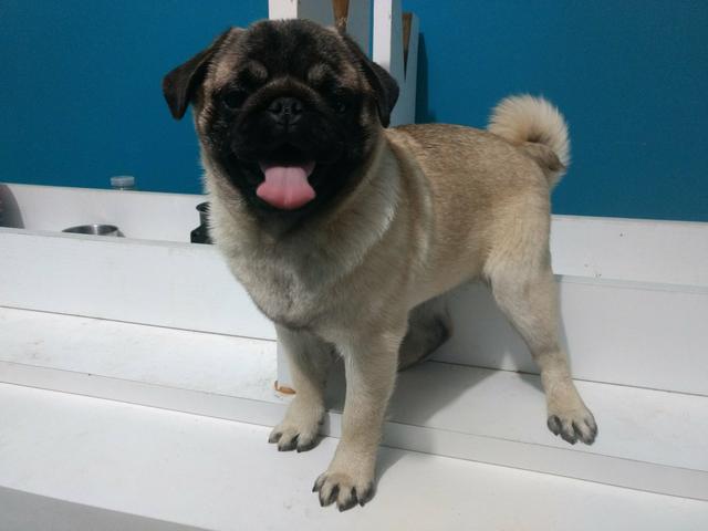 Pug