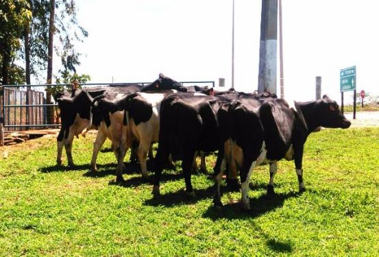 Vacas Leiteiras Girolanda, Holandesa e Jersey, as melhores da região