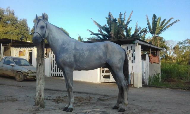 Vendo Cavalo Mangalarga Machador