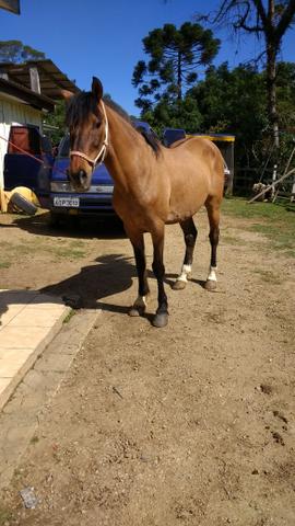 Cavalo Criolo sem papel leia a discrição